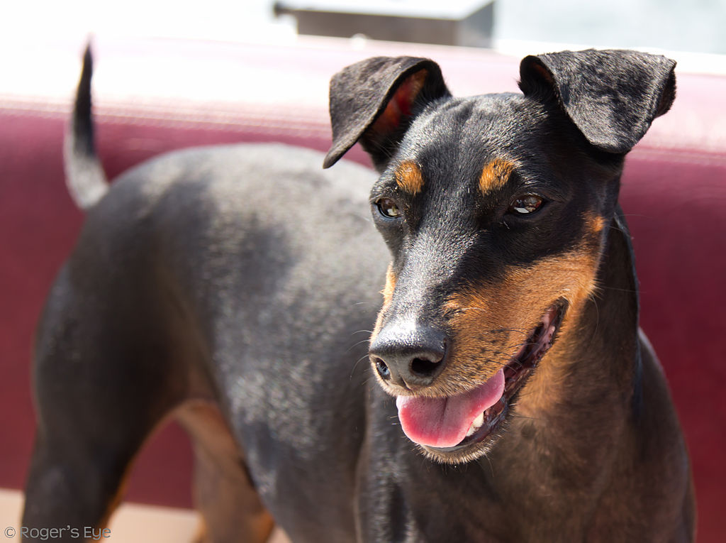 cuanto cuesta un manchester terrier de juguete